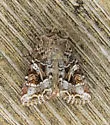Trichordestra tacoma - Hodges#10303 - photo 4