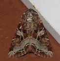 Trichordestra tacoma - Hodges#10303 - photo 5