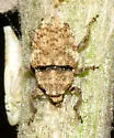 Thistle Crown Weevil - Trichosirocalus horridus