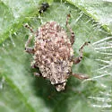 Thistle Crown Weevil - photo 2