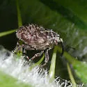 Thistle Crown Weevil - photo 3