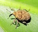 Thistle Crown Weevil - photo 4