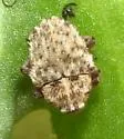 Thistle Crown Weevil - photo 5