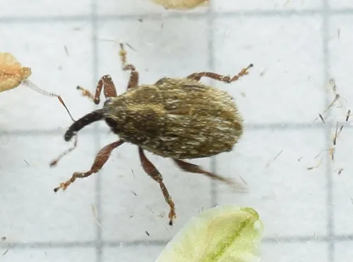 Trichosirocalus troglodytes