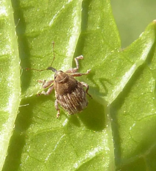 Trichosirocalus troglodytes - photo 2