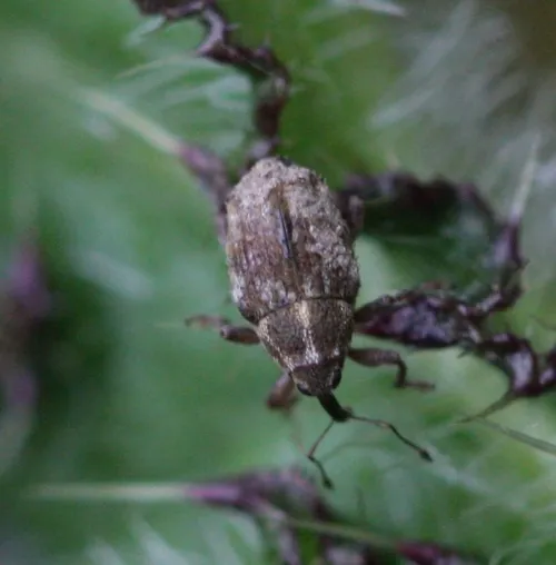 Trichosirocalus troglodytes - photo 3