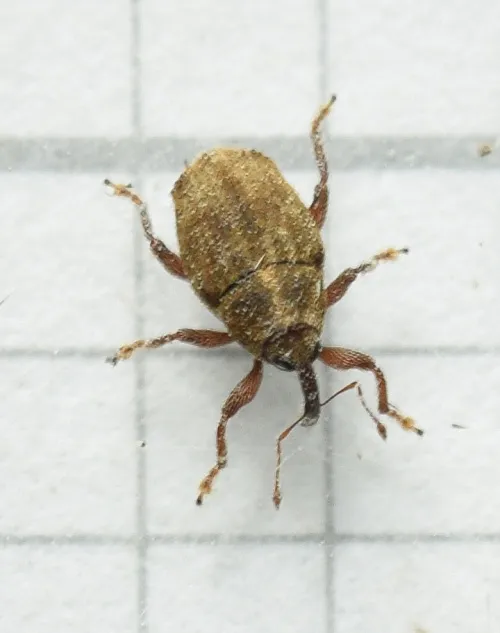 Trichosirocalus troglodytes - photo 4