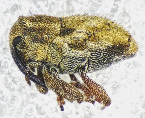 Trichosirocalus troglodytes - photo 6