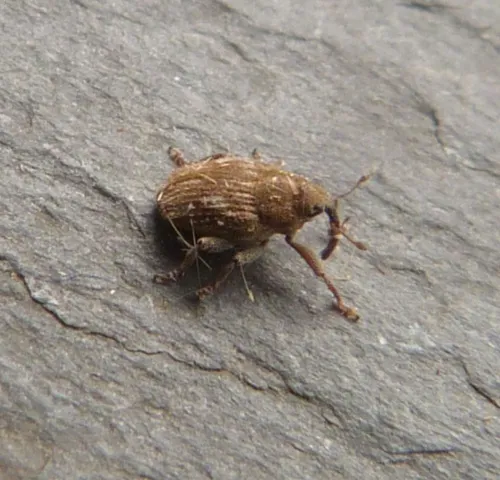 Trichosirocalus troglodytes - photo 7
