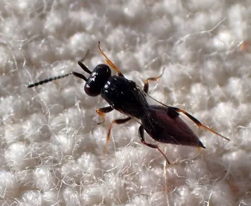 Trichosteresis glabra