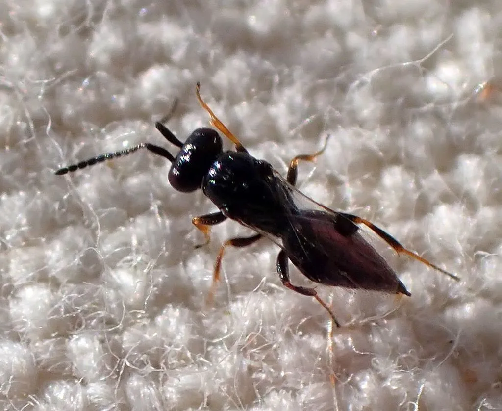 Trichosteresis glabra - photo 2