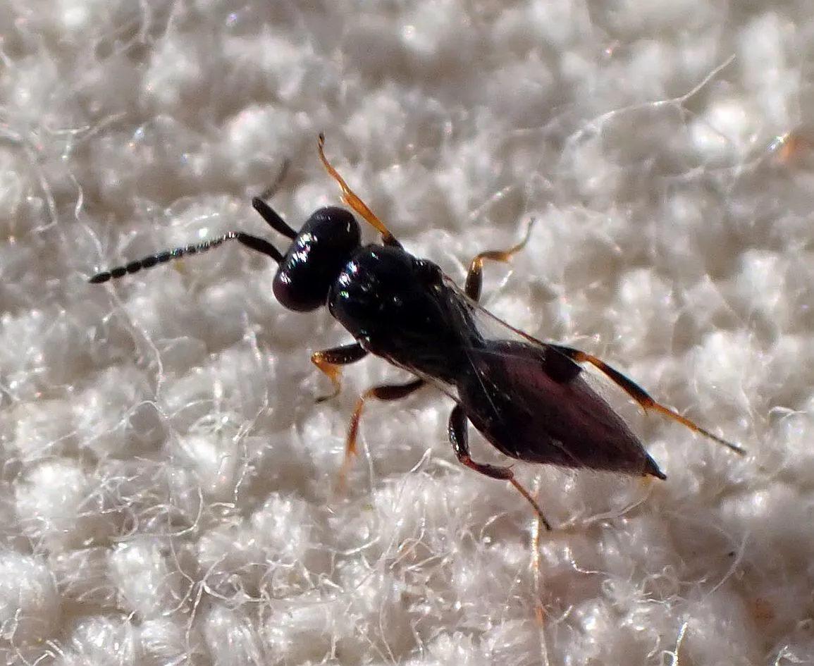 Trichosteresis glabra - photo 3