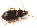Trichotichnus autumnalis