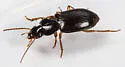 Trichotichnus autumnalis - photo 4