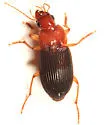 Trichotichnus dichrous - Trichotichnus dichrous