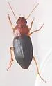 Trichotichnus dichrous - photo 2