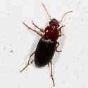 Trichotichnus dichrous - photo 5