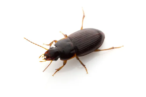 Trichotichnus fulgens