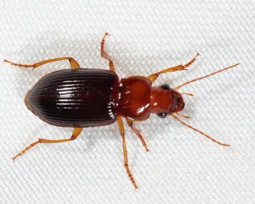 Trichotichnus vulpeculus