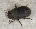 Trichoton sordidum - photo 2