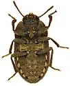 Trichoton sordidum - photo 5