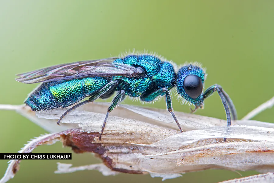 Trichrysis cyanea - photo 2