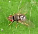 Tricimba brunnicollis