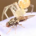 Tricimba lineella