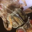 Tricimba lineella - photo 2