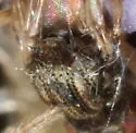 Tricimba lineella - photo 3
