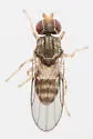 Tricimba lineella - photo 4