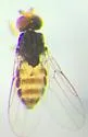 Tricimba lineella - photo 5