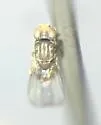 Tricimba spinigera - photo 2