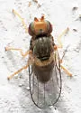 Tricimba trisulcata