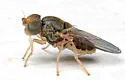 Tricimba trisulcata - photo 2