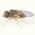 Tricimba trisulcata - photo 3