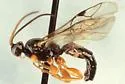 Triclistus emarginalus
