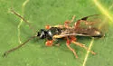 Triclistus pallipes - photo 2