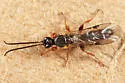 Triclistus podagricus