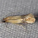 Triclonella antidectis - Hodges#1526