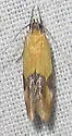 Triclonella antidectis - Hodges#1526 - photo 3