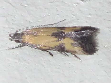 Triclonella bicoloripennis - Hodges#1528
