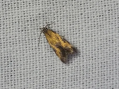 Triclonella bicoloripennis - Hodges#1528 - photo 5