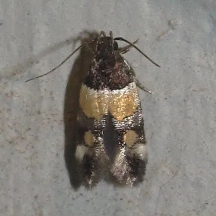 Orange-banded Triclonella - photo 3
