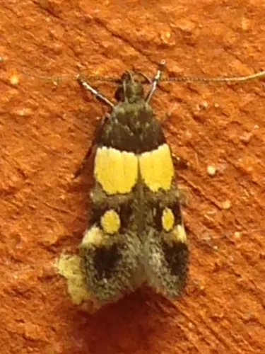 Orange-banded Triclonella - photo 5