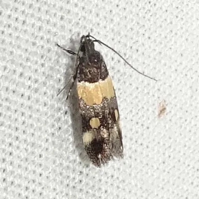 Orange-banded Triclonella - photo 6