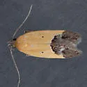 Triclonella pergandeella - Hodges#1524