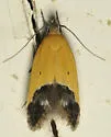 Triclonella pergandeella - Hodges#1524 - photo 2