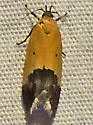 Triclonella xuthocelis - Hodges#1525