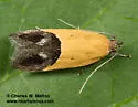 Triclonella xuthocelis - Hodges#1525 - photo 3